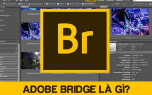 Adobe Bridge là gì