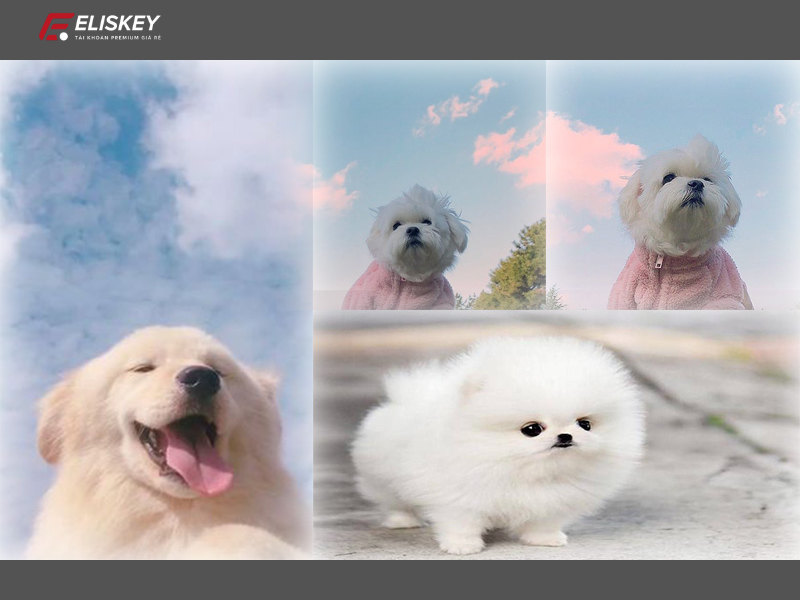 cách ghép ảnh bằng Adobe Photoshop